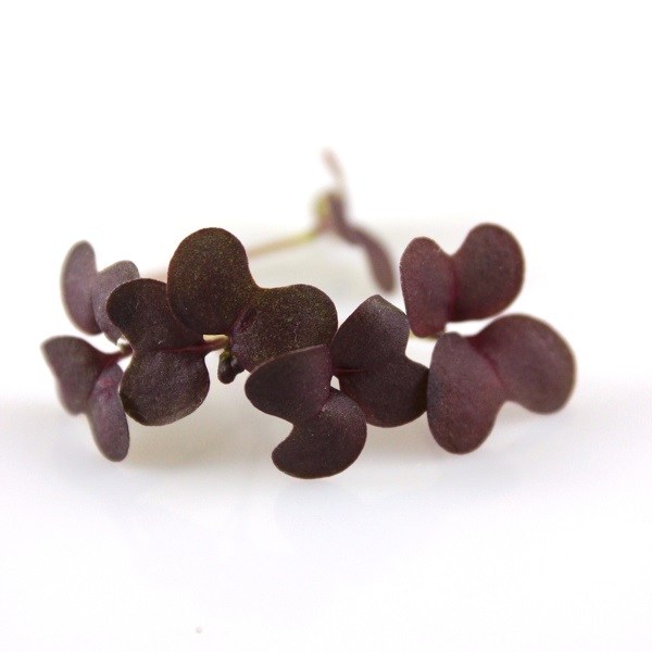 cervena horcica 6005